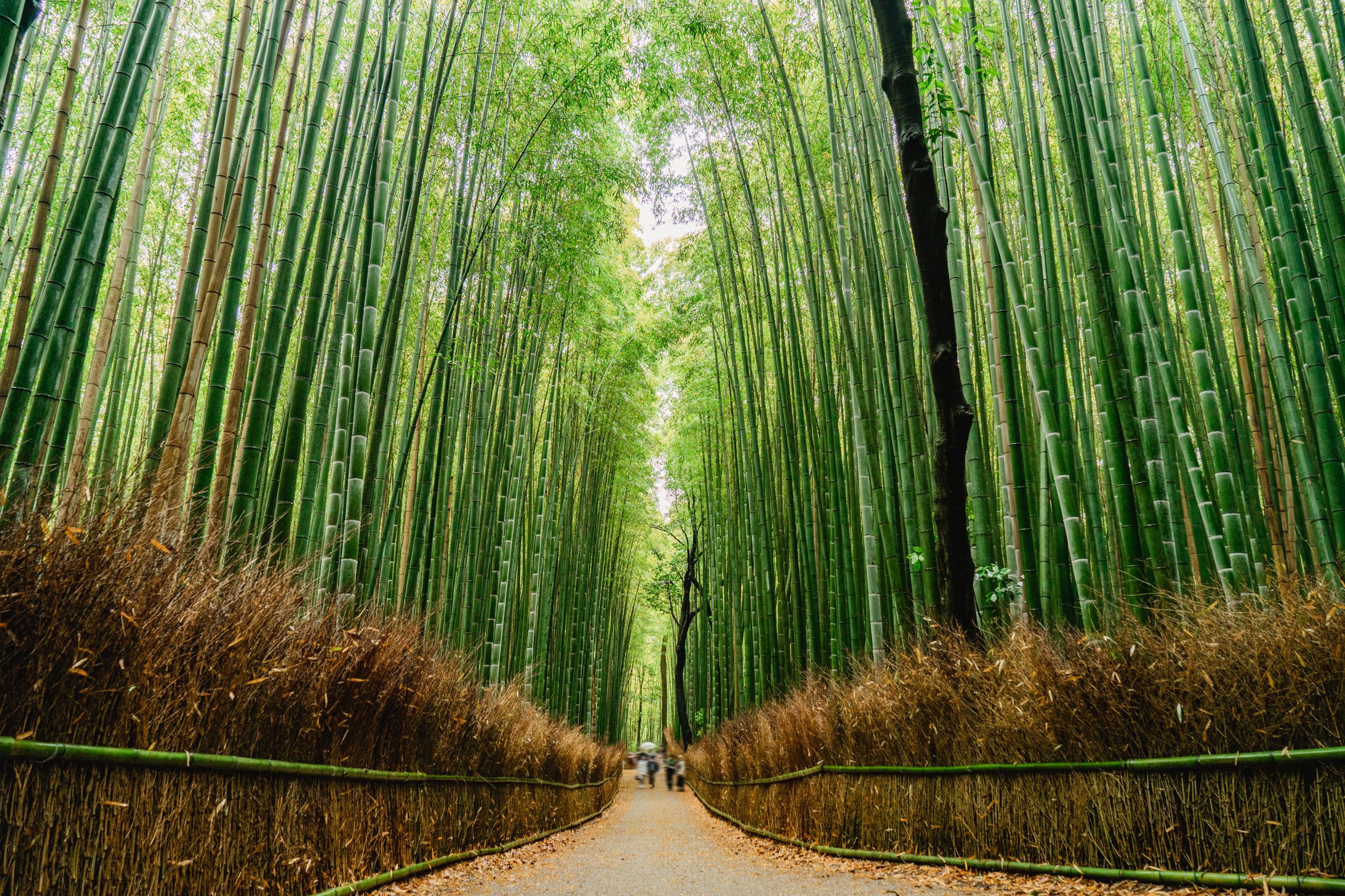 Let’s Explore Kyoto Together